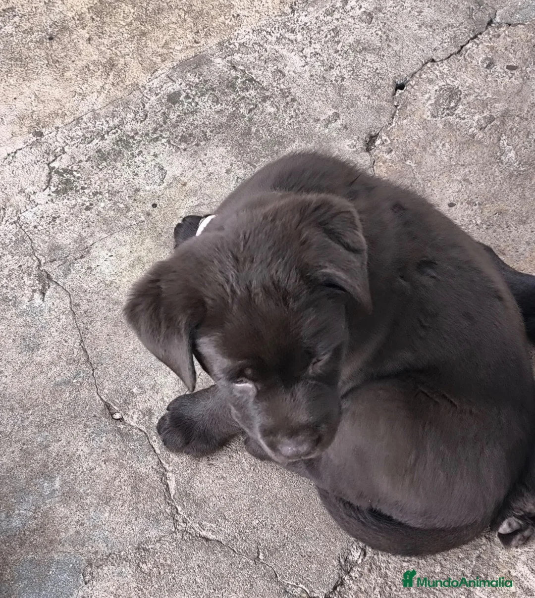 Labrador Retriever perros en venta: Últimos labradores retriever disponible!!!🩵🩷🐶🐾 en Córdoba - Anuncio 6
