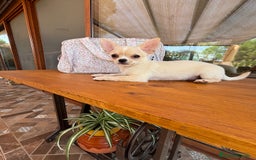 Chihuahua perros en venta: Chihuahua macho para entregar  - Imagen 7