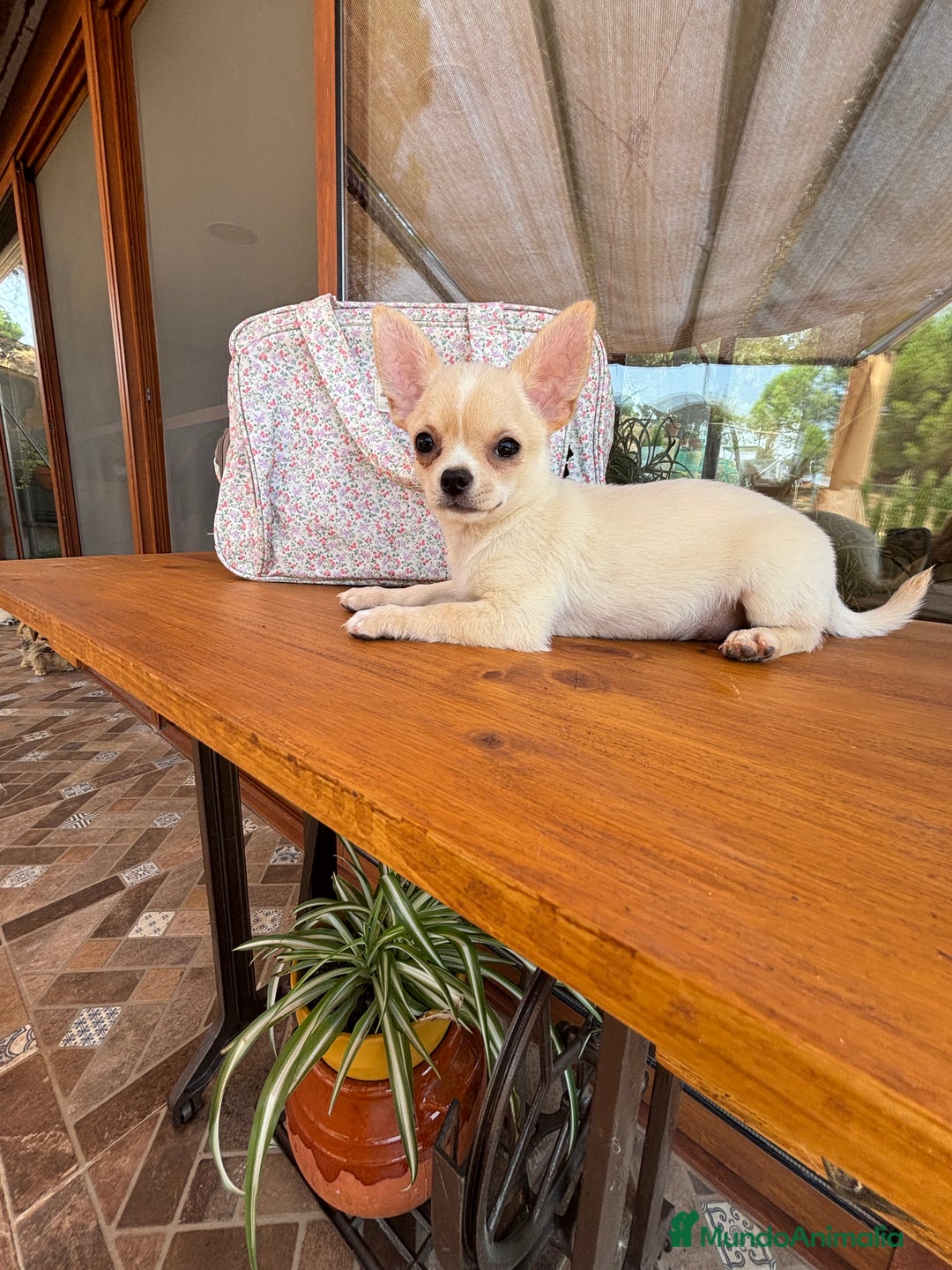 Chihuahua perros en venta: Chihuahua macho para entregar  - Imagen 7