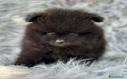 Pomerania perros en venta: Pomerania  - Imagen 5