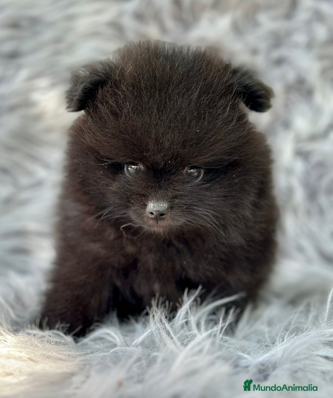 Pomerania perros en venta: Pomerania  - Imagen 5