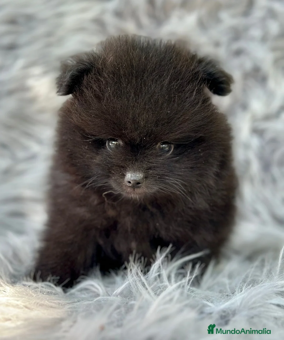 Pomerania perros en venta: Pomerania  - Anuncio 5