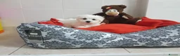 Bichón Maltés perros en venta: Bichón Maltés  - Anuncio 3