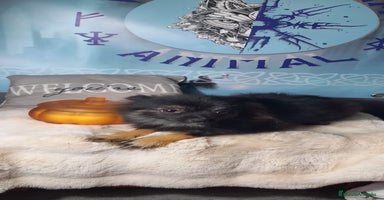 Pomerania perros - Anuncio 10