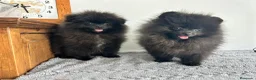 Pomerania perros en venta: Pomerania Toy macho  - Anuncio 2