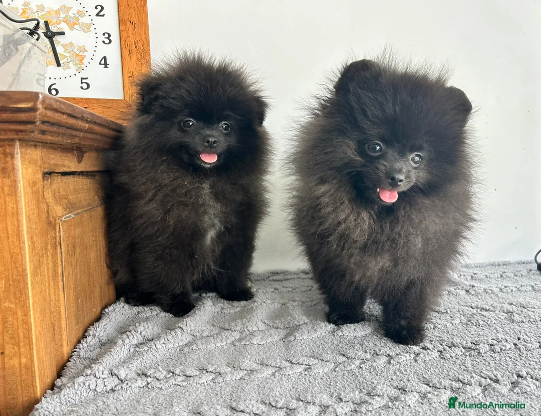 Pomerania perros en venta: Pomerania Toy macho  - Anuncio 2