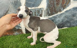 Whippet perros en venta: Whippet HEMBRAS (hay video) - Anuncio 3