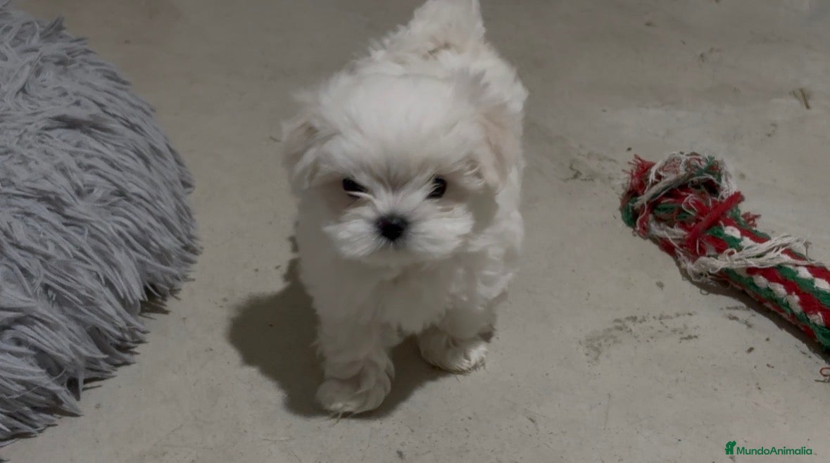 Bichón Maltés perros Bichon maltés - Anuncio 1