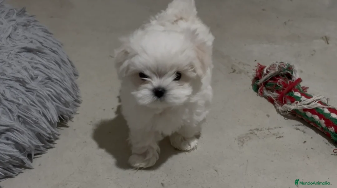 Bichón Maltés perros en venta: Bichon maltés - Anuncio 1