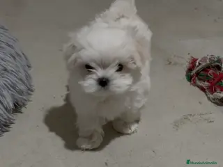 Bichón Maltés perros Bichon maltés - Anuncio 1