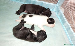 Bulldog Francés perros en venta: Bulldog hembras negras para Navidad  - Imagen 3