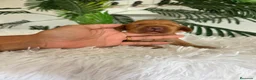 Cocker Spaniel Inglés perros en venta: COCKER SPANIEL INGLES - Anuncio 5