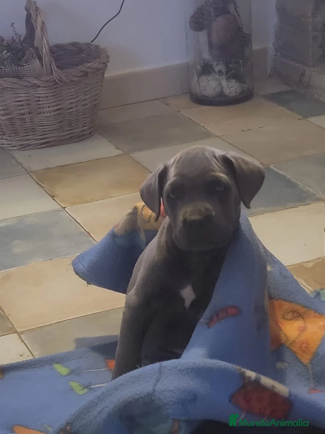 Cane Corso perros en venta: Cane corso  - Anuncio 2