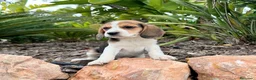 Beagle perros en venta: BEAGLE  - Anuncio 1
