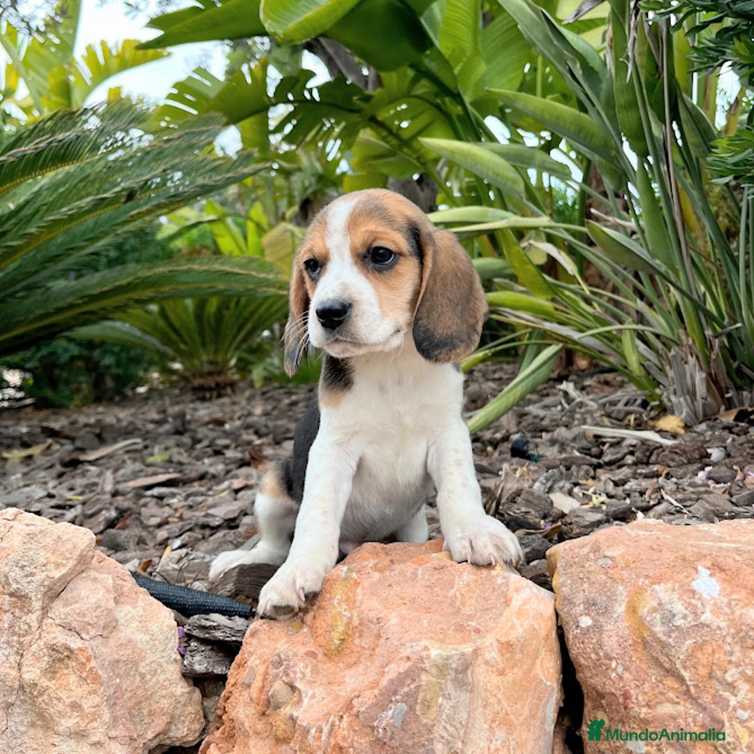 Beagle perros en venta: BEAGLE  - Anuncio 1