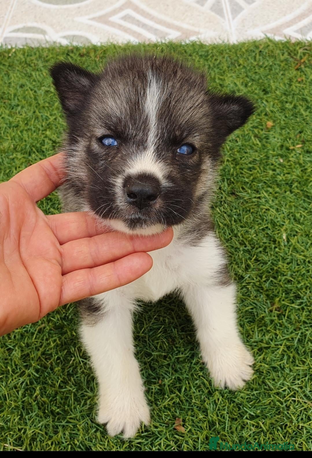 Husky Siberiano perros Husky Jet Black y Agouti EXÓTICOS - Anuncio 1