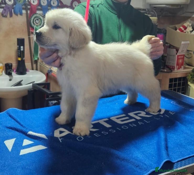 Golden Retriever perros Disponibles cachorros Golden retriever - Anuncio 1