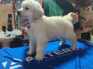 Golden Retriever perros Disponibles cachorros Golden retriever - Anuncio 1