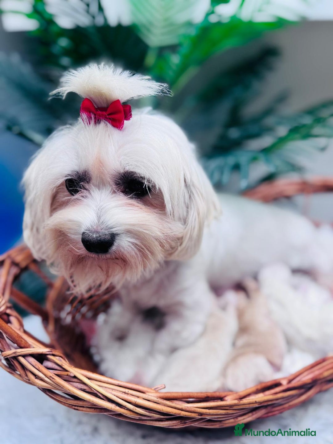 Maltipoo perros en venta: MALTIPOO - Anuncio 2