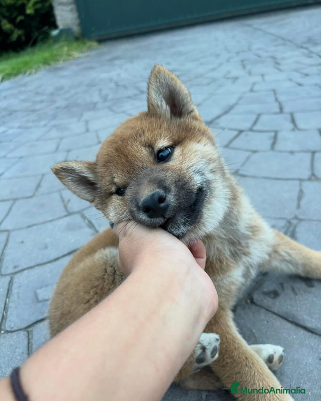 Shiba Inu perros en venta: SHIBA INU PONTEVEDRA - Anuncio 4