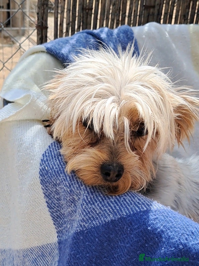 Yorkshire Terrier perros Bebes yorkshire mini toy - Anuncio 1