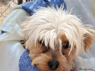 Yorkshire Terrier perros Bebes yorkshire mini toy - Anuncio 1