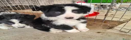Border Collie perros en venta: Border collie blanco/negro disponibles - Anuncio 2