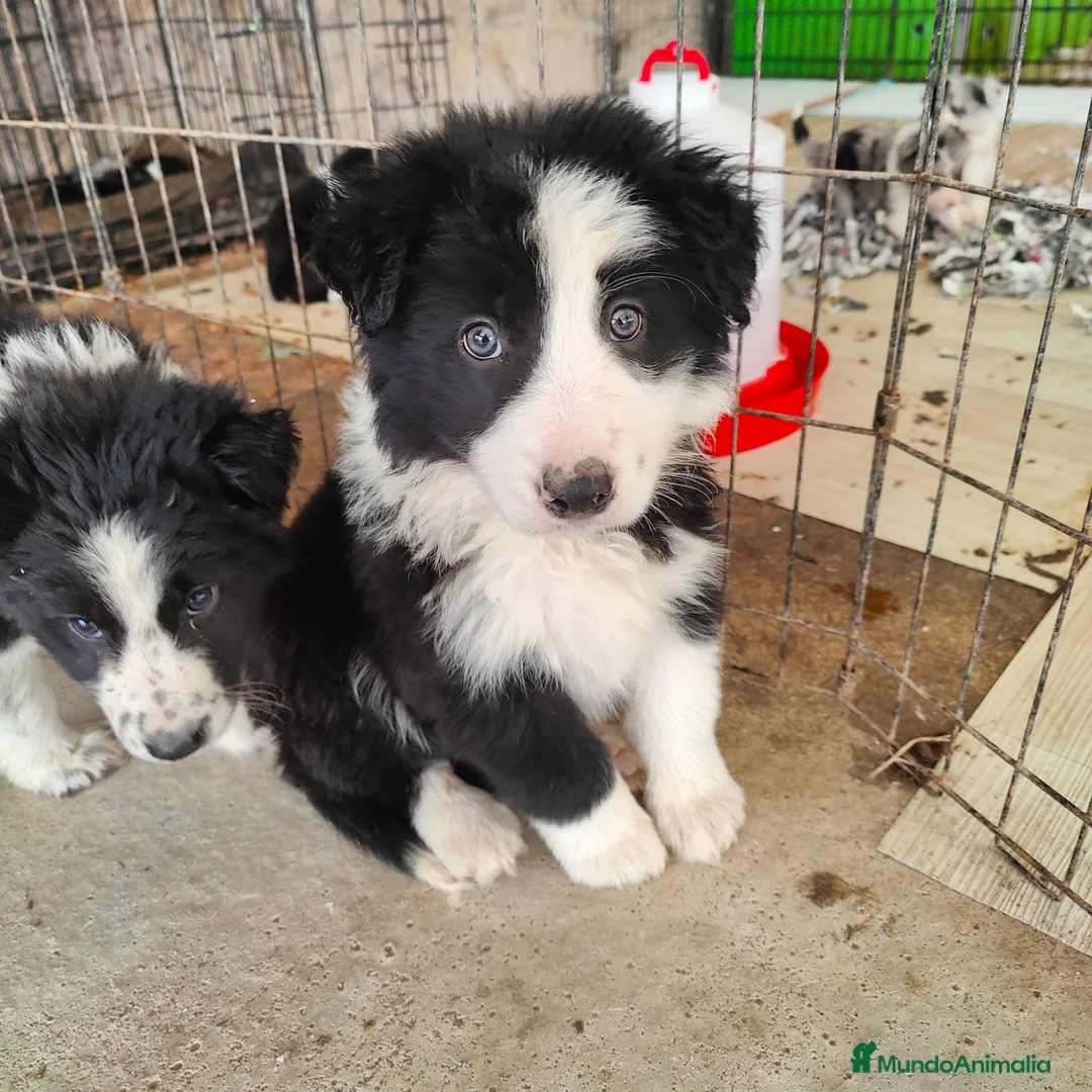 Border Collie perros en venta: Border collie blanco/negro disponibles - Anuncio 2