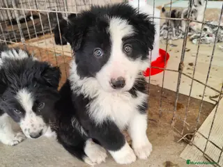 Border Collie perros Border collie blanco/negro disponibles - Anuncio 6