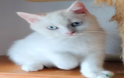 Británico de Pelo Corto gatos en venta: British Blanco Macho - Imagen 1