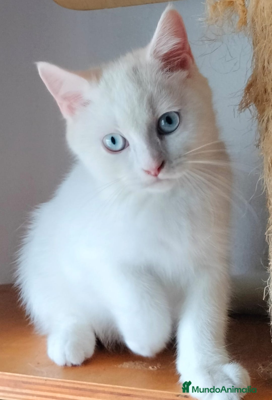Británico de Pelo Corto gatos en venta: British Blanco Macho - Imagen 1