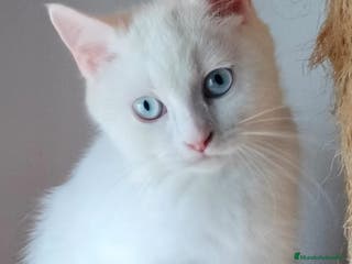 Británico de Pelo Corto gatos British Blanco Macho - Anuncio 6