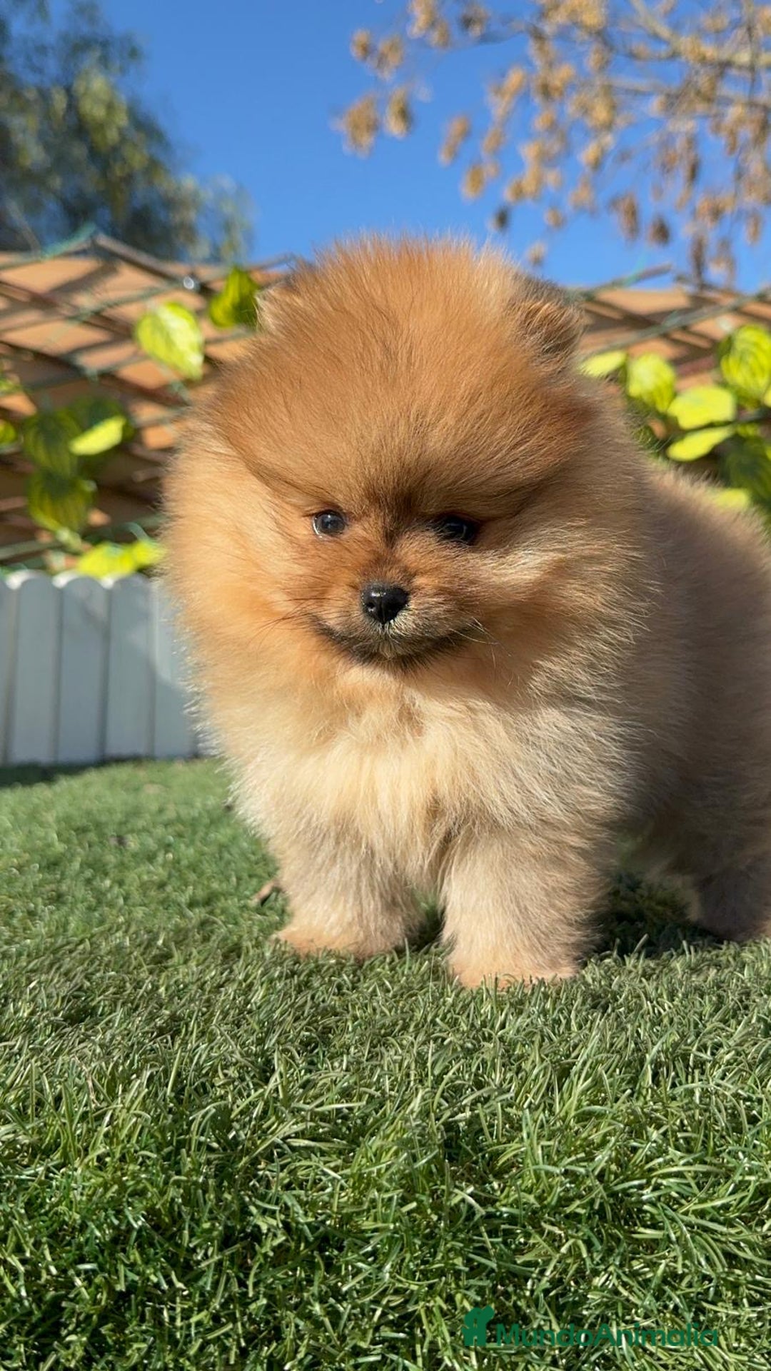 Pomerania perros en venta: POMERANIA HEMBRA CARA DE OSO - Anuncio 6