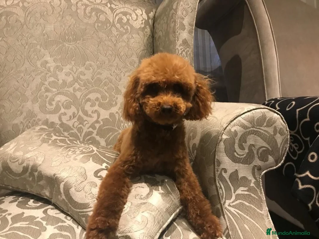 Caniche Toy perros en venta: CANICHE TOY en La Coruña - Anuncio 5