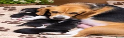 Beagle perros en venta: BEAGLE INGLES LOS MÁS PEQUEÑOS - Anuncio 2