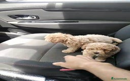 Caniche Enano perros en venta: Caniche  - Imagen 1