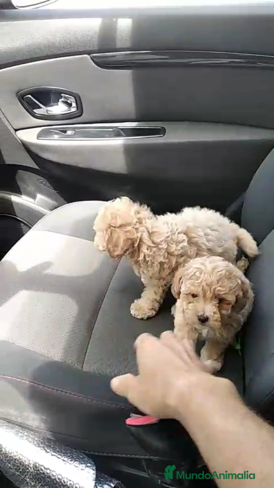 Caniche Enano perros en venta: Caniche  - Imagen 1