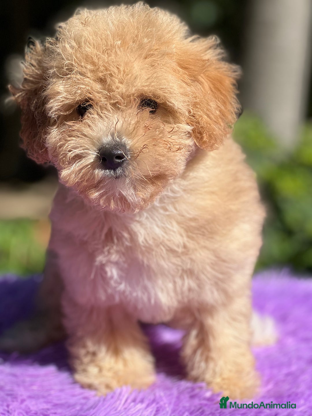 Maltipoo perros en venta: Maltipoo Toy hembra  - Imagen 3