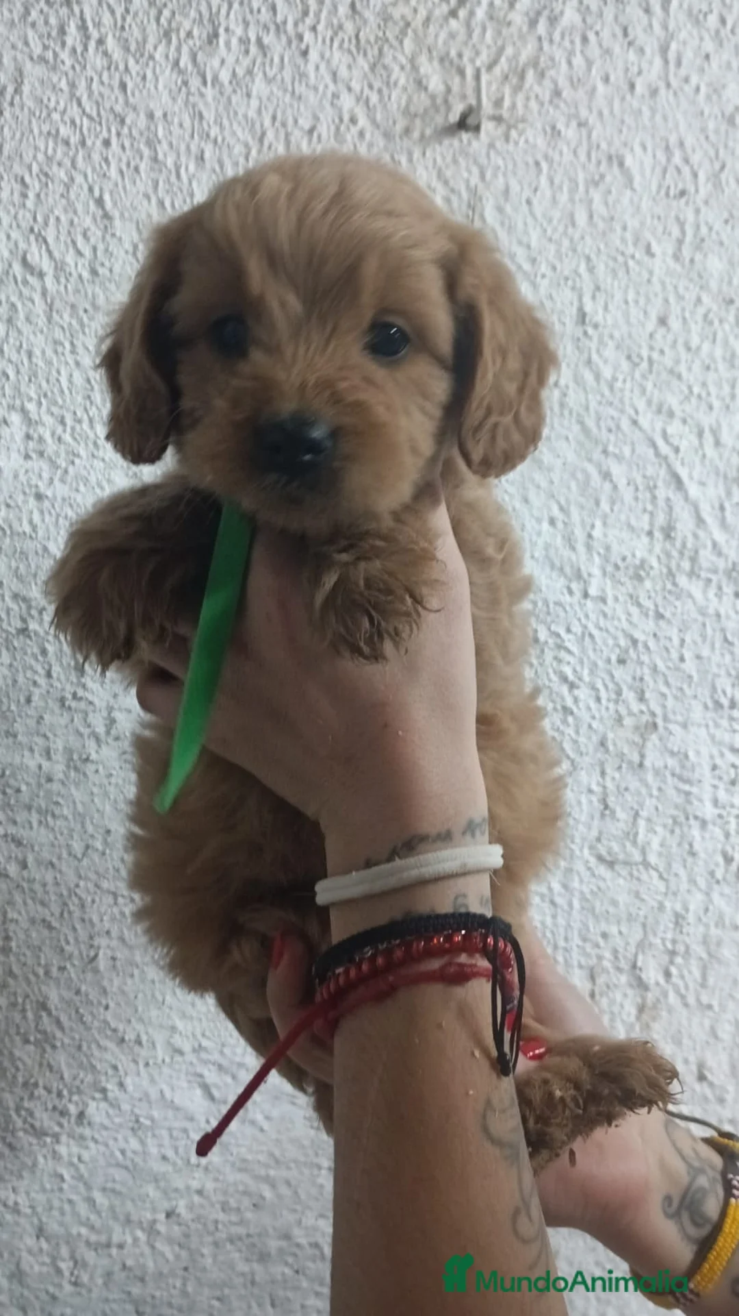 Goldendoodle perros en venta: Goldendoodle - Anuncio 2