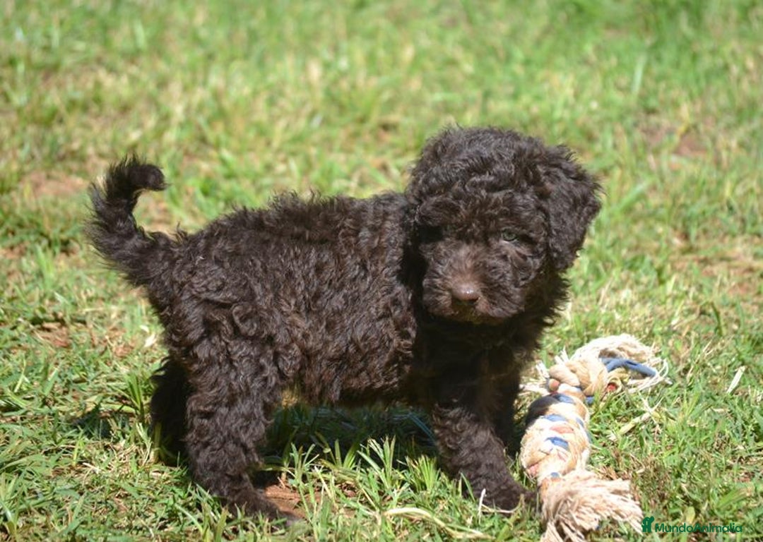 Perro de Agua Español perros en venta: Cachorras hembras de perro de agua español - Imagen 5