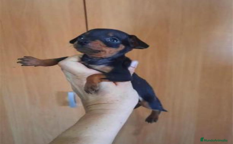 Pinscher Miniatura perros - Propaganda 2