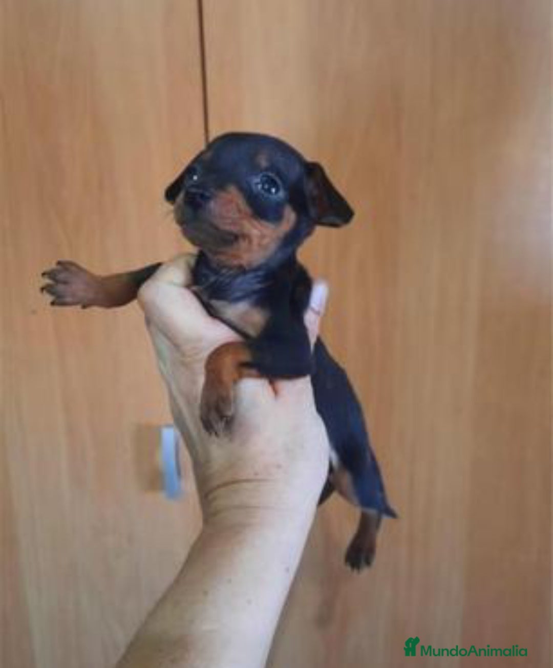 Pinscher Miniatura perros en venta: ULTIMO CACHORRO DE MINI PINCHER  - Imagen 1