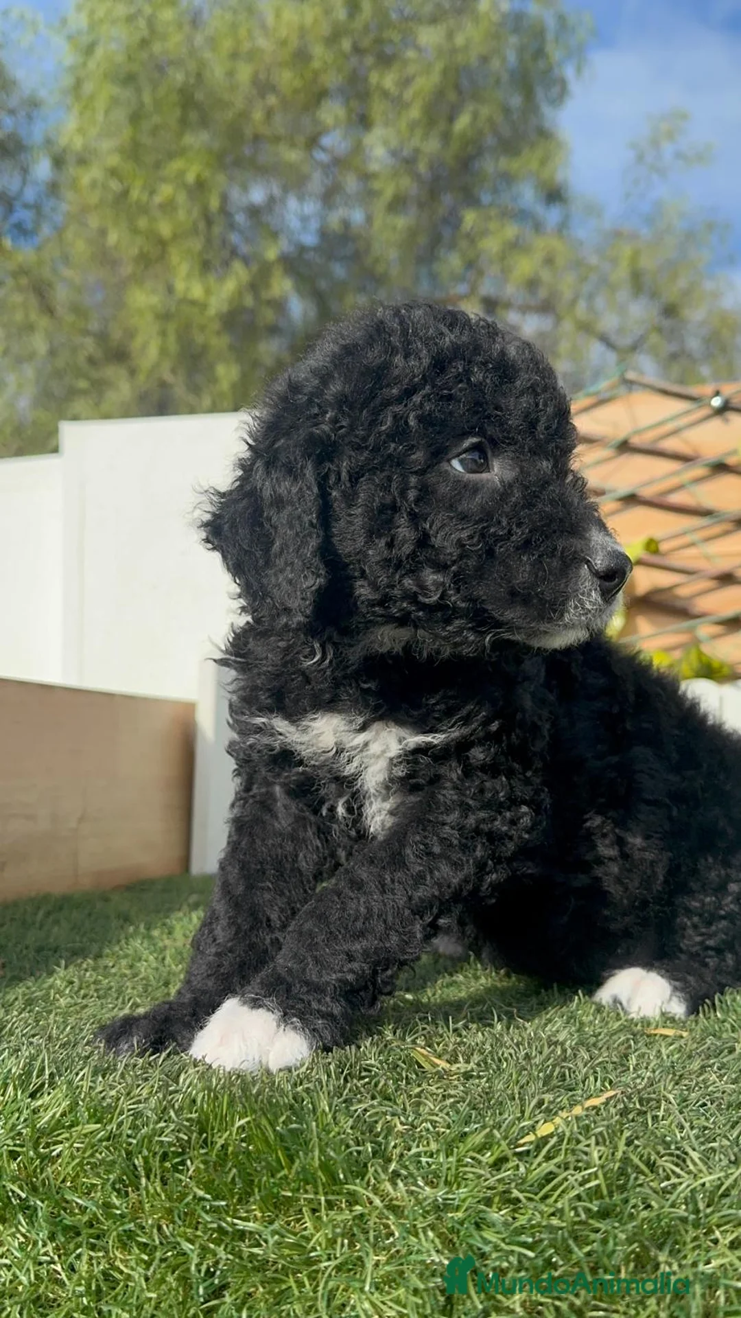 Perro de Agua Español perros en venta: PERRO DE AGUA ESPAÑOL-LISTO PARA ENTREGAR - Anuncio 16