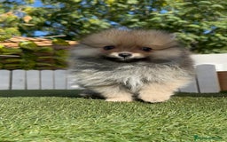 Pomerania perros en venta: POMERANIA MACHO - Imagen 6