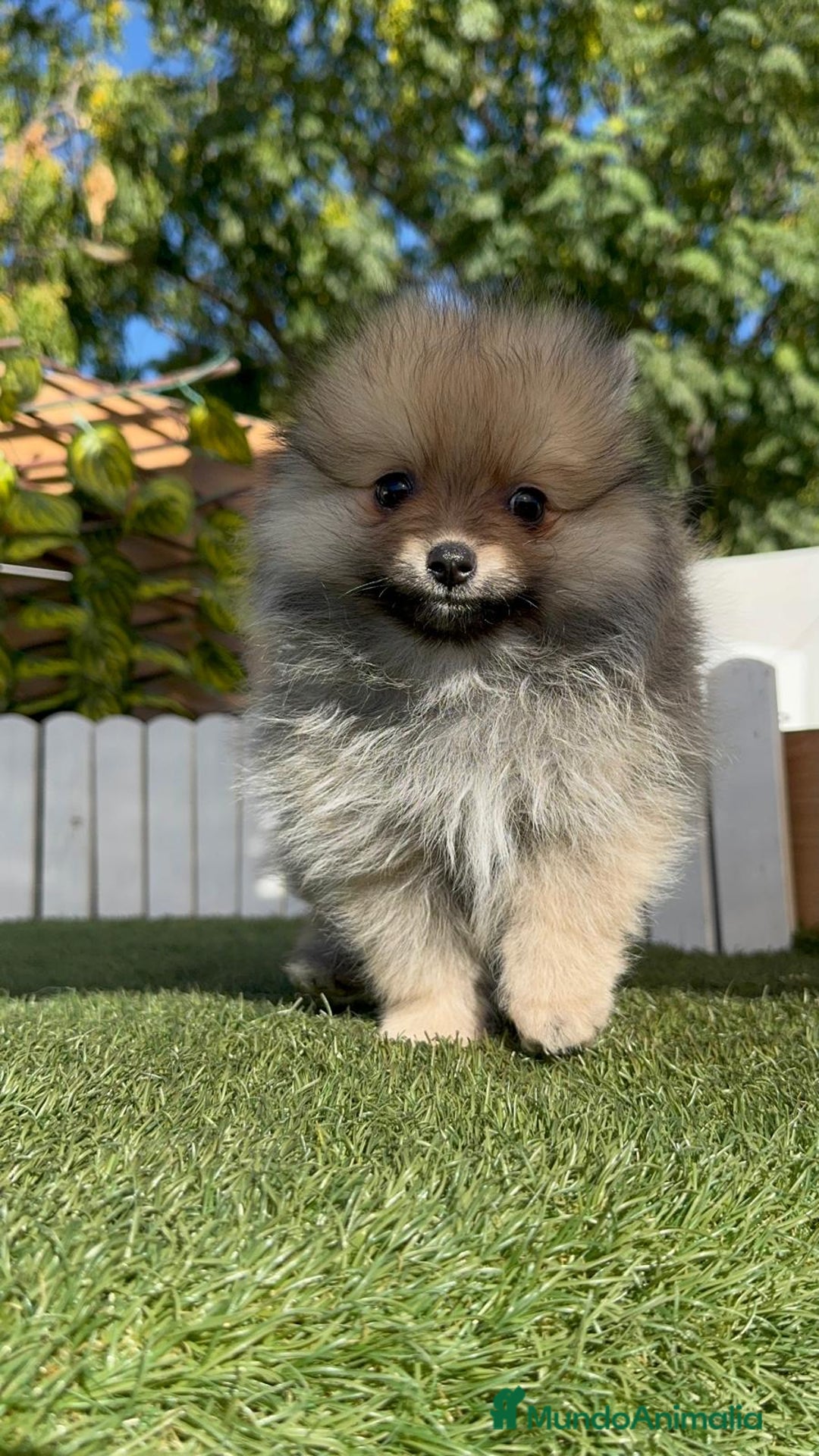 Pomerania perros en venta: POMERANIA MACHO - Imagen 6