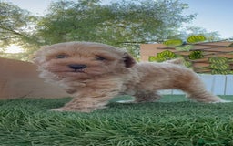 Caniche Toy perros en venta: CANICHE TOY MACHO - Imagen 21