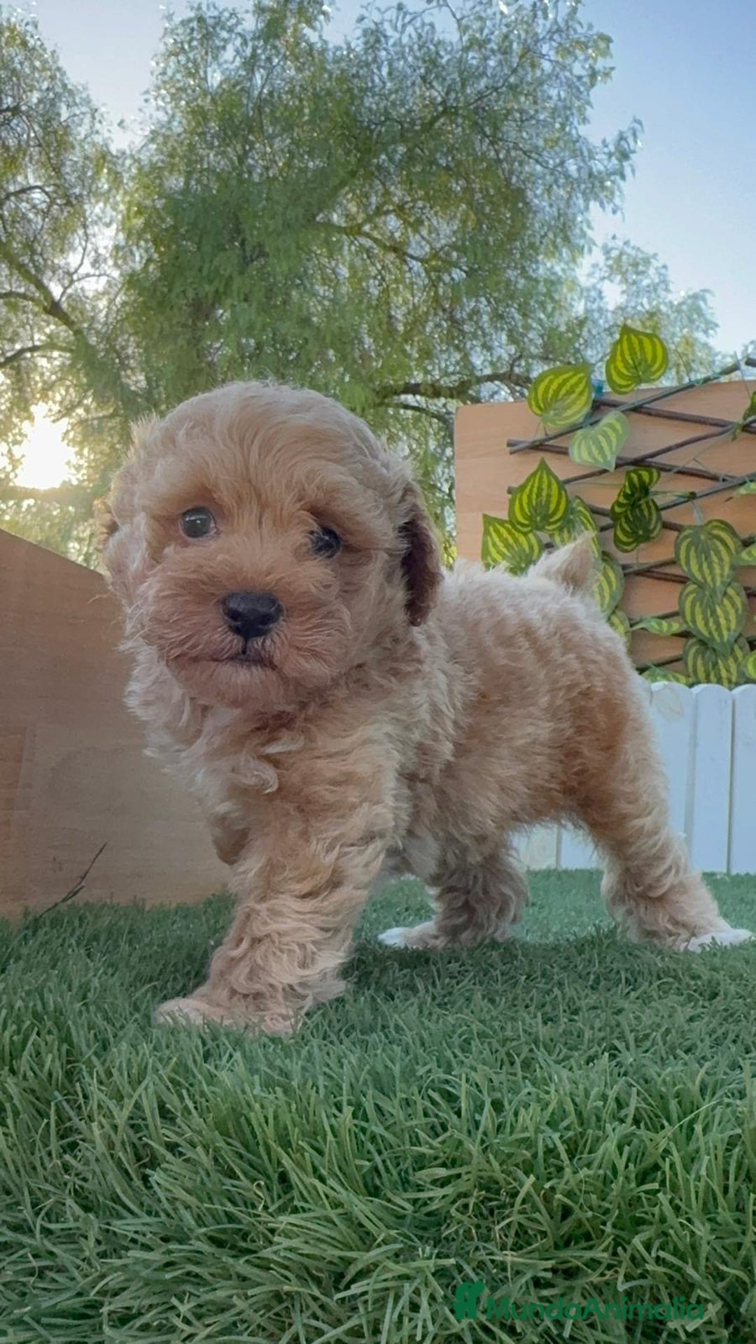 Caniche Toy perros en venta: CANICHE TOY MACHO - Imagen 21