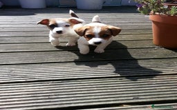Jack Russell Terrier perros en venta: Jack Russell cachorros y recién nacidos 🥰✨ - Imagen 2