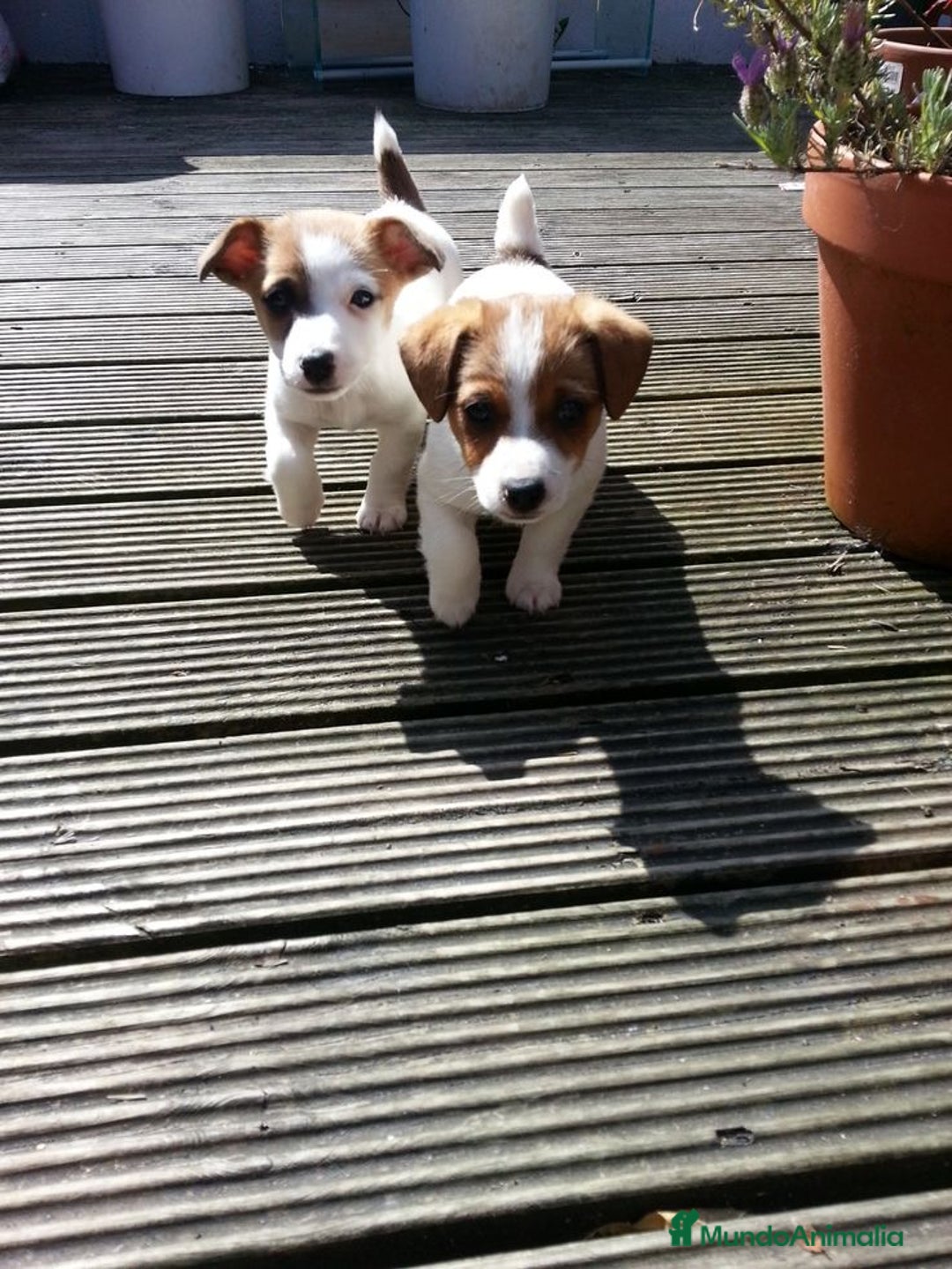 Jack Russell Terrier perros en venta: Jack Russell cachorros y recién nacidos 🥰✨ - Imagen 2