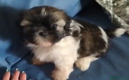 Shih Tzu perros en venta: Machitos de Shih-tzu  - Imagen 2